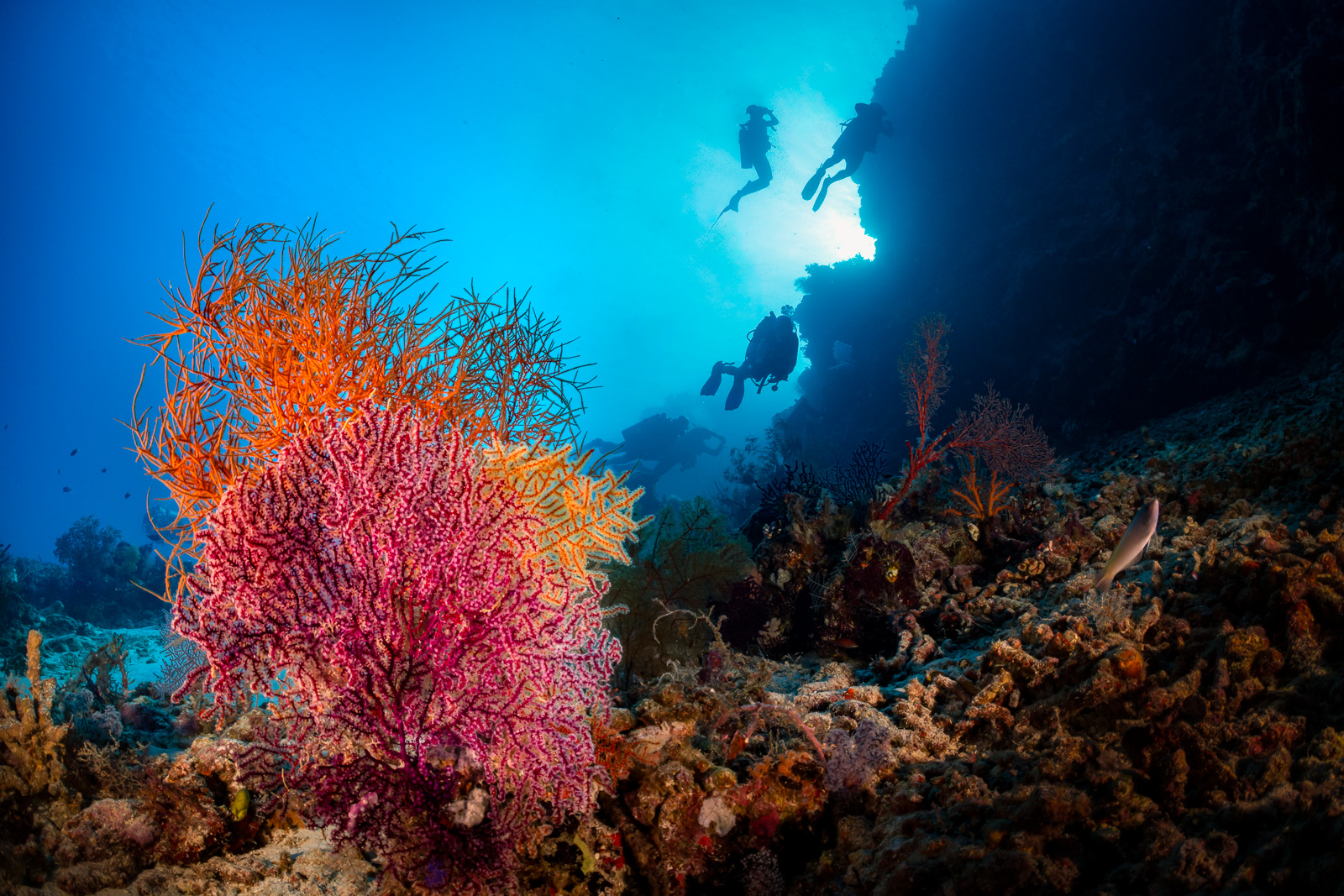 Reefscapes