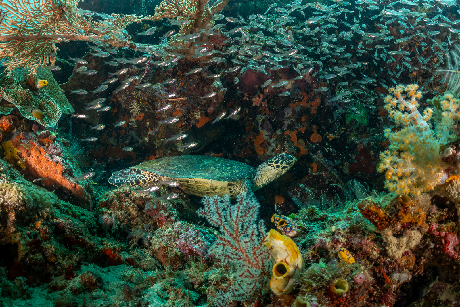 Hawksbill under glassfish, Misool