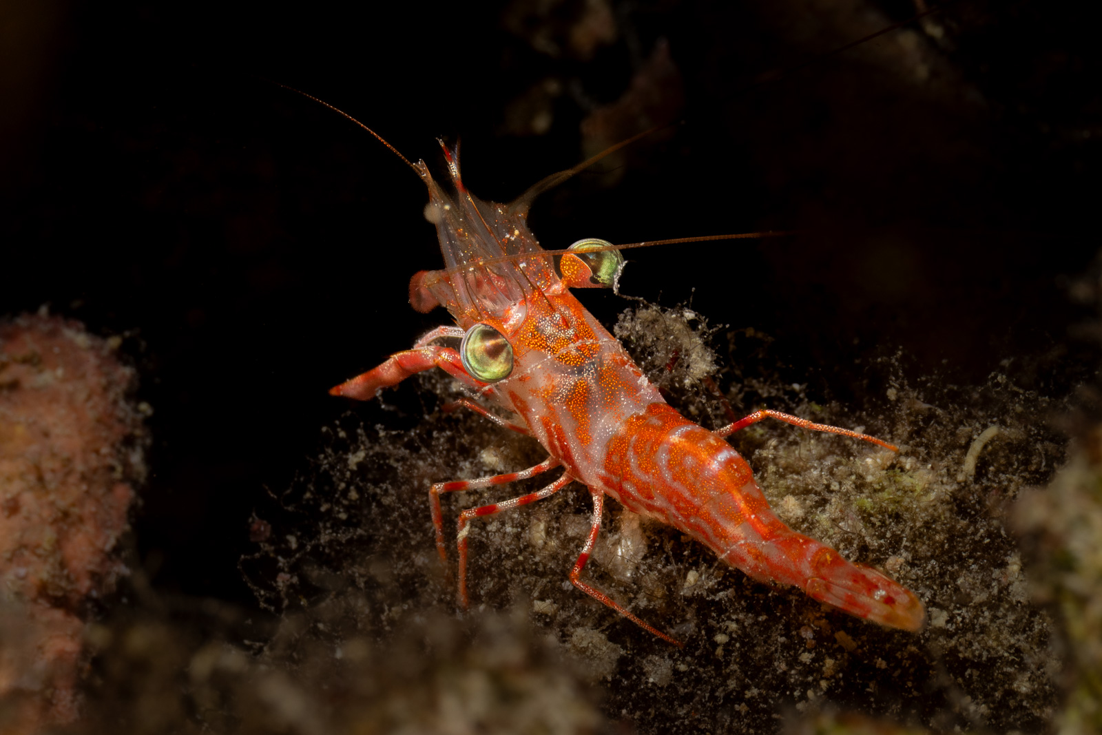 A hinge-beak shrimp, Misool