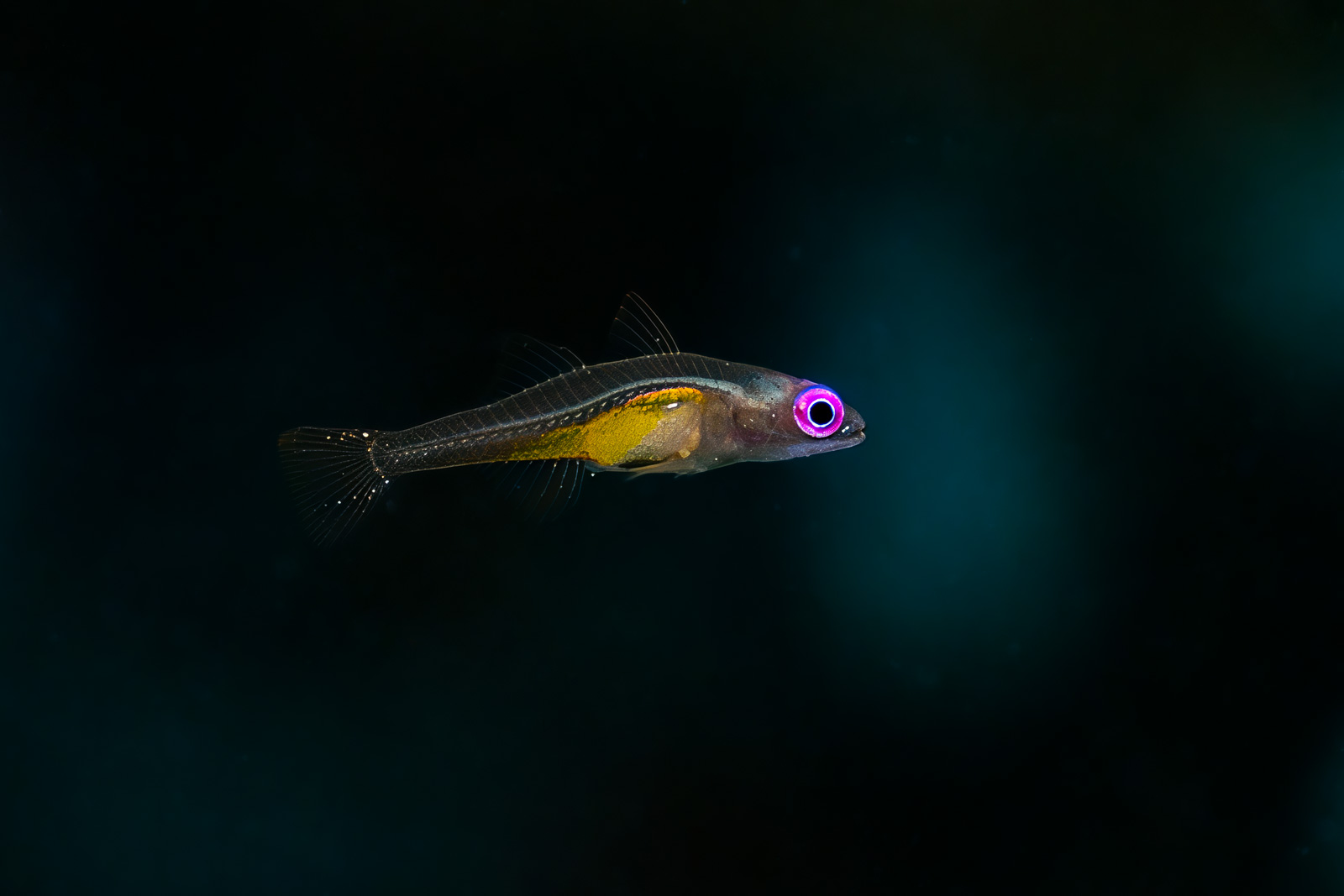 A fish's eye in close-up against black water, magenta and gold, Misool