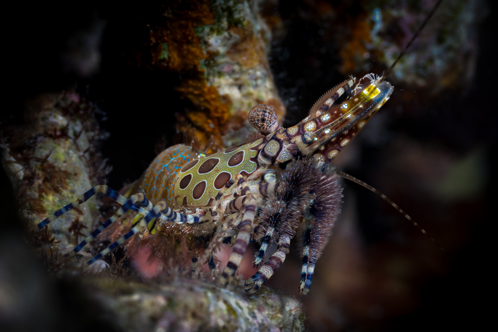 A marbled shrimp, Misool