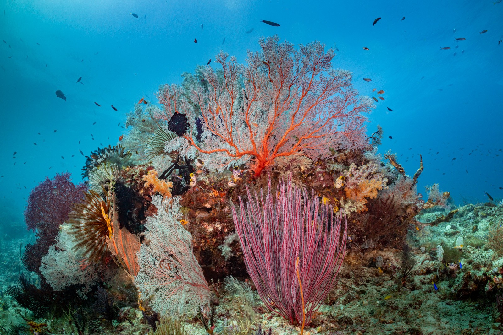 Red gorgonian with pink whip corals, Misool
