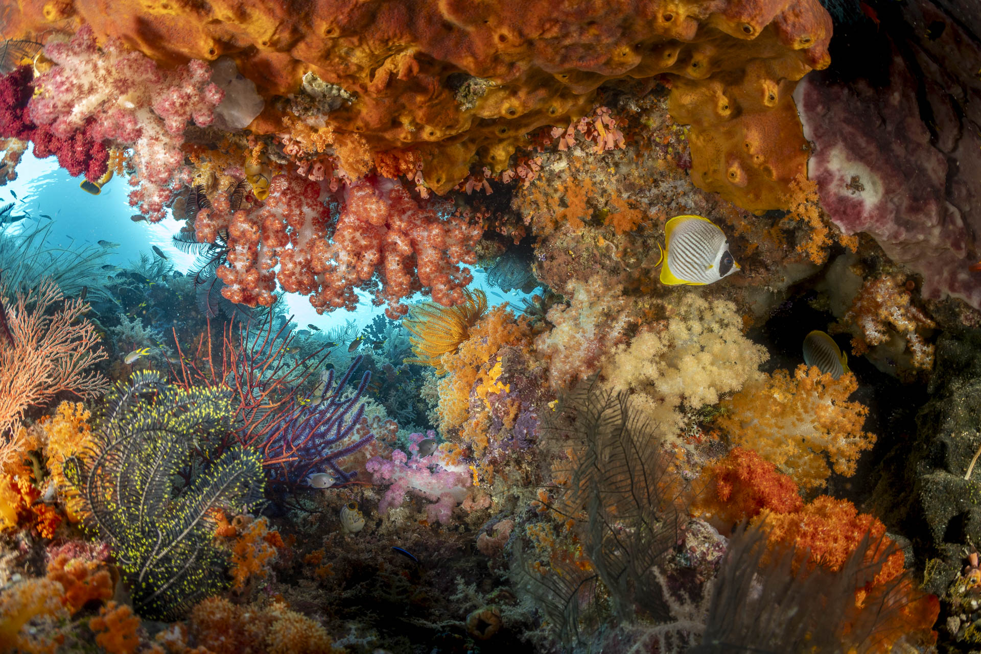 A reef overhang, Misool