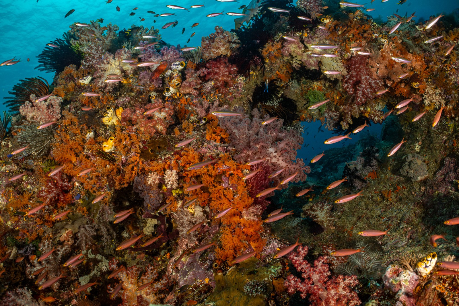 Reefscape, orange soft coral and fusiliers, Misool