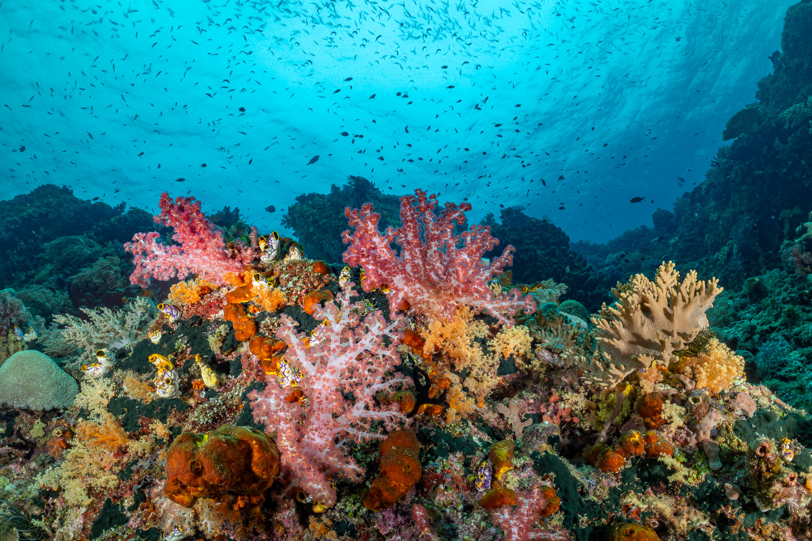Soft coral on a reef shoulder, Misool