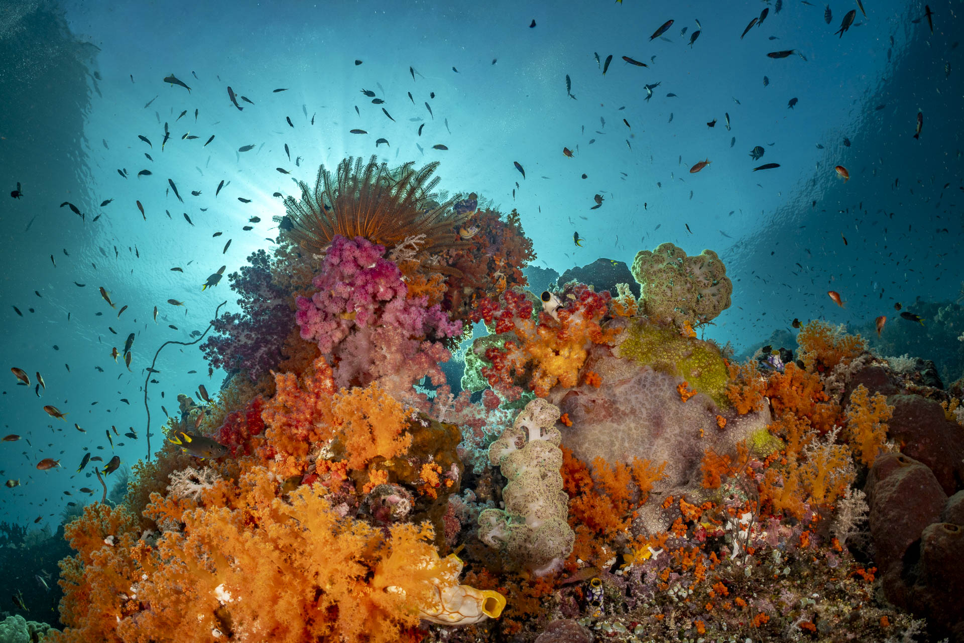 Soft coral on a slope, Misool