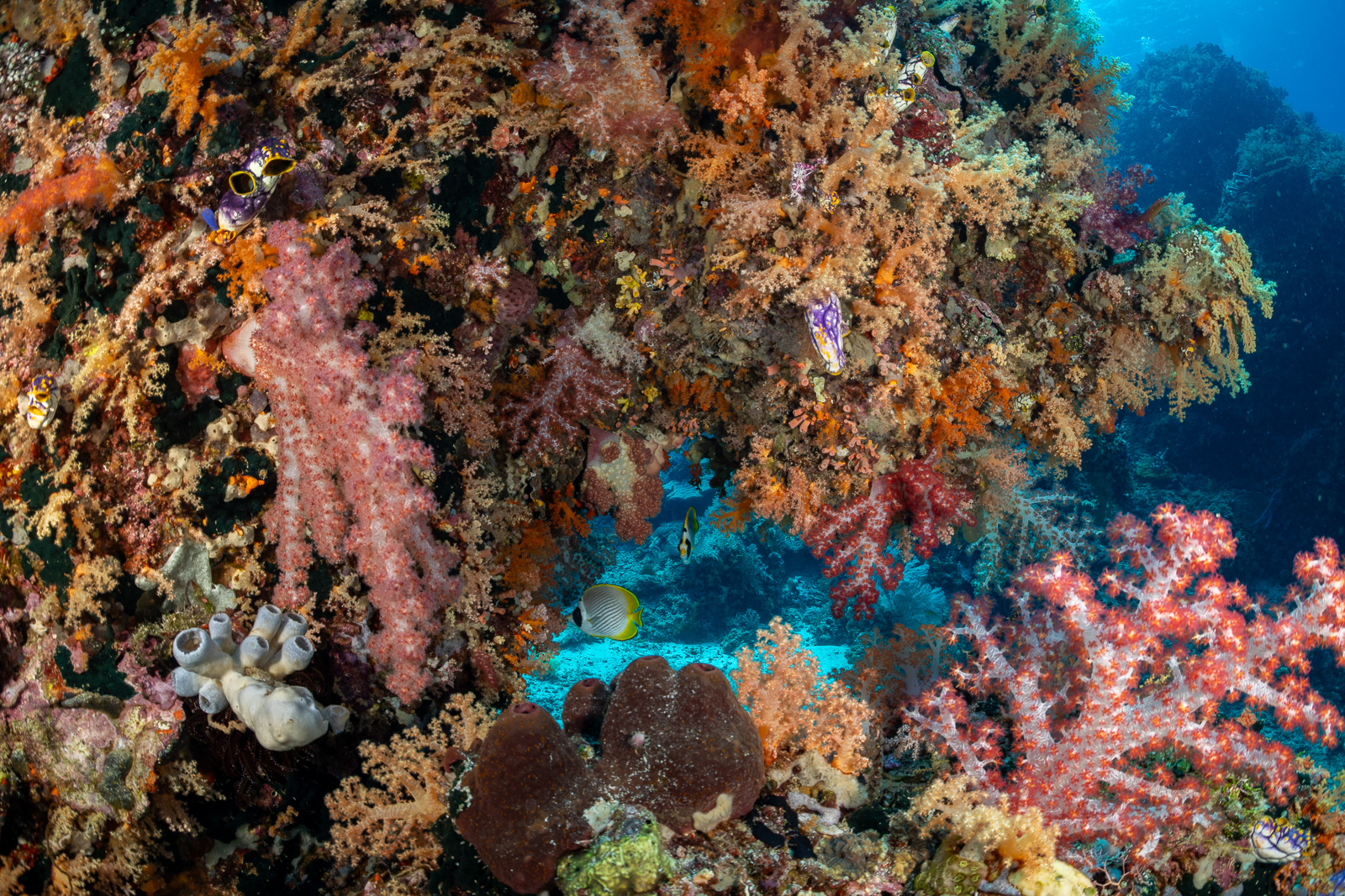 A wall of soft coral, Misool