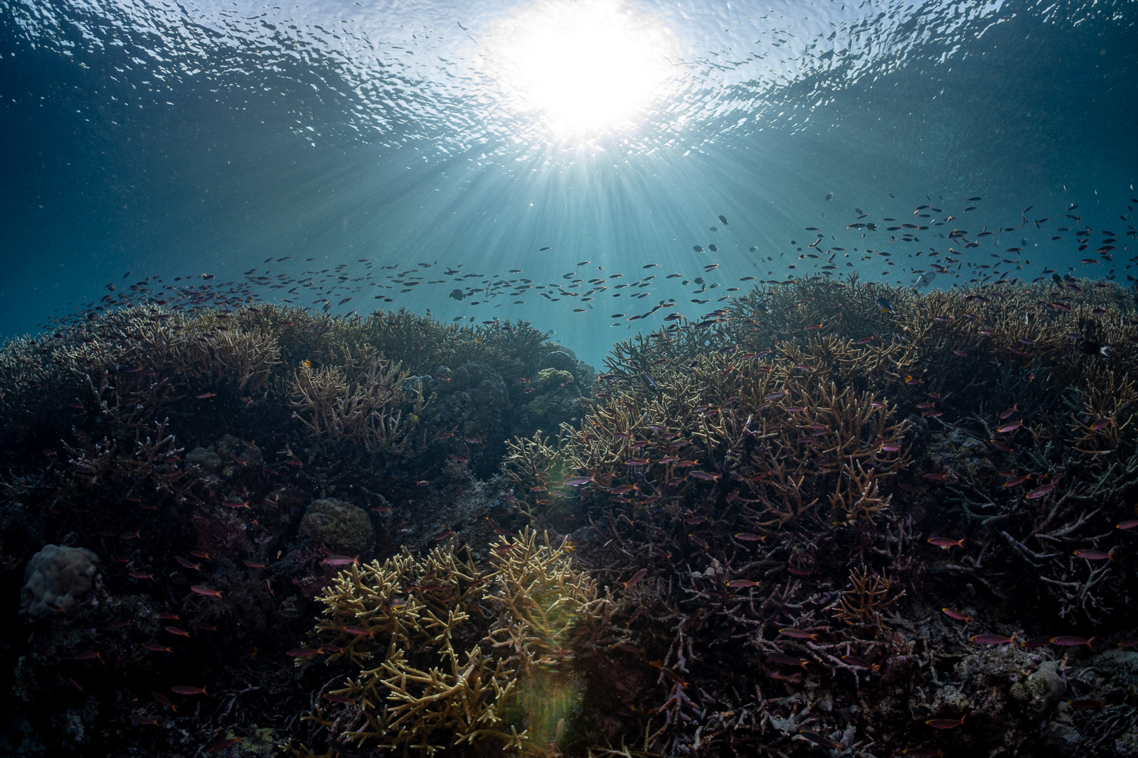 Staghorn coral under a sunburst, Misool