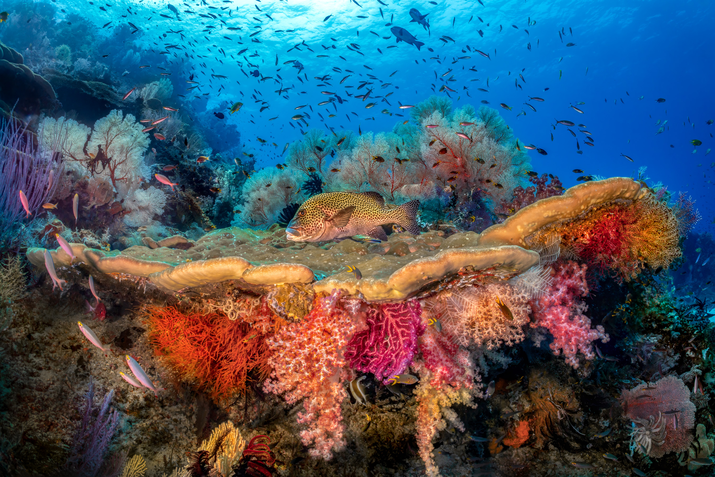Sweetlips under a table coral, Misool