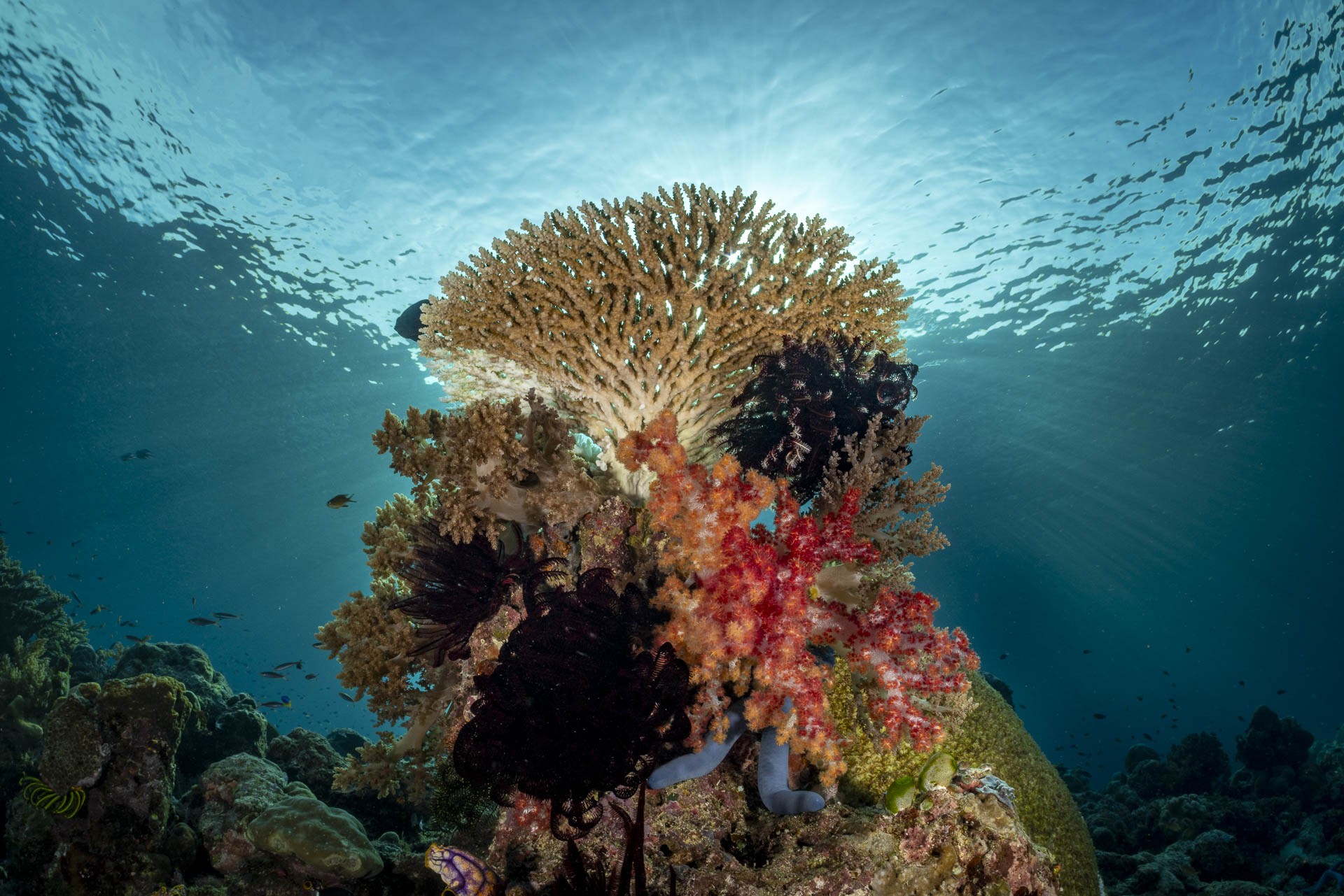 A table coral shot into the sun, strobes filling the reef beneath it