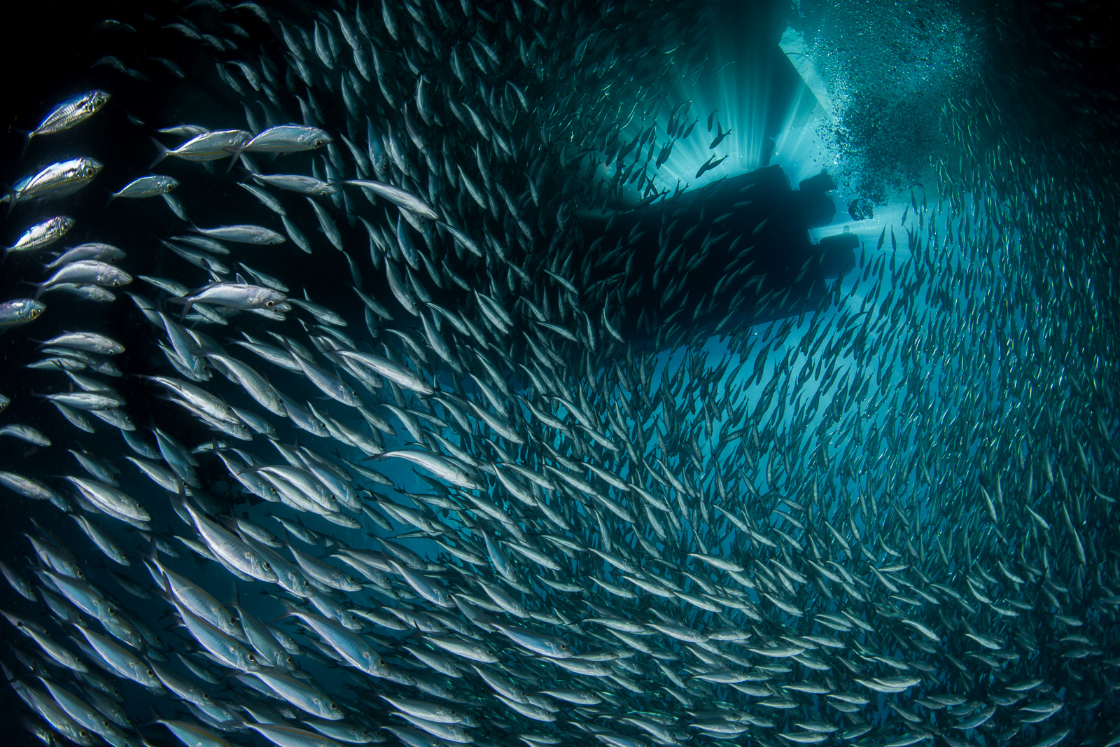 A baitball, the Dampier Strait
