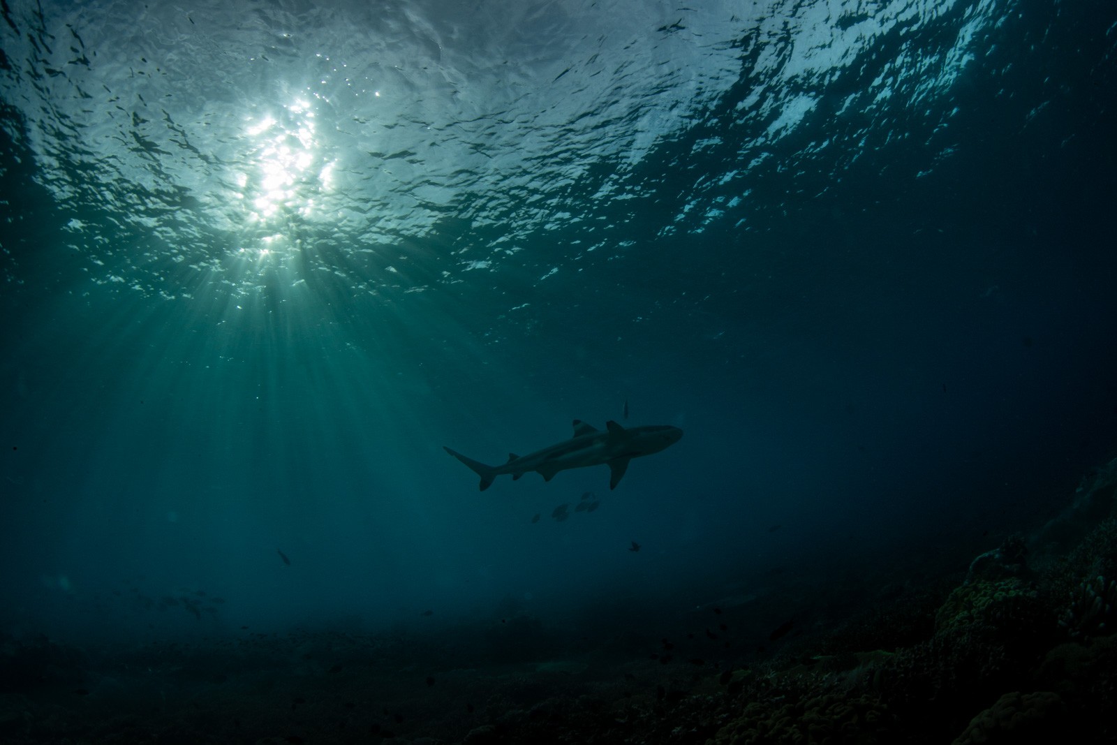 Blacktip reef shark under sunburst, silhouette, Dampier Strait