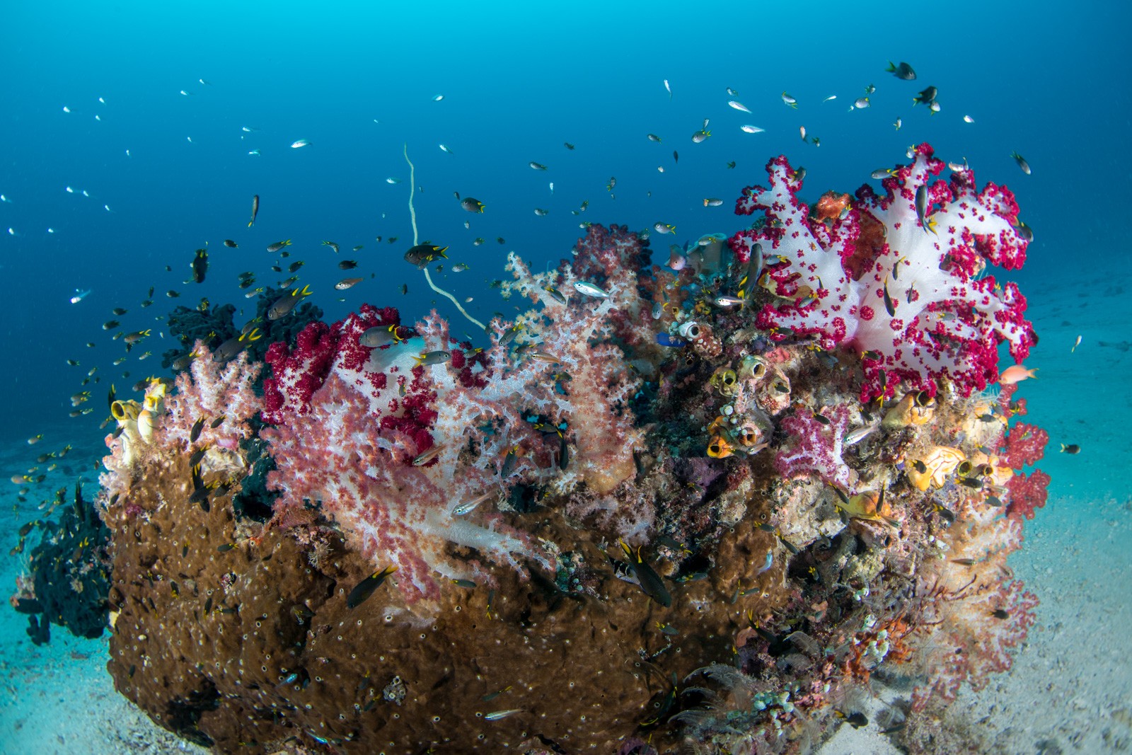 Bommie, red and white soft coral on sand, Dampier Strait
