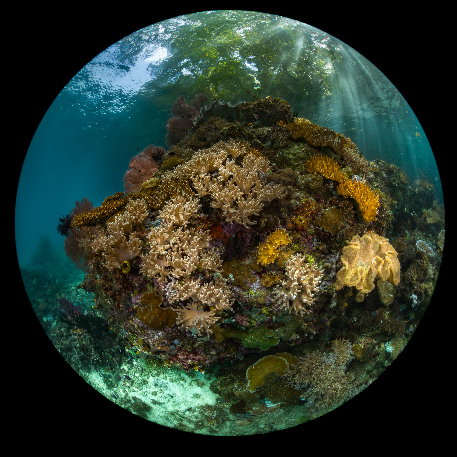 A coral bommie through a fisheye, the Dampier Strait