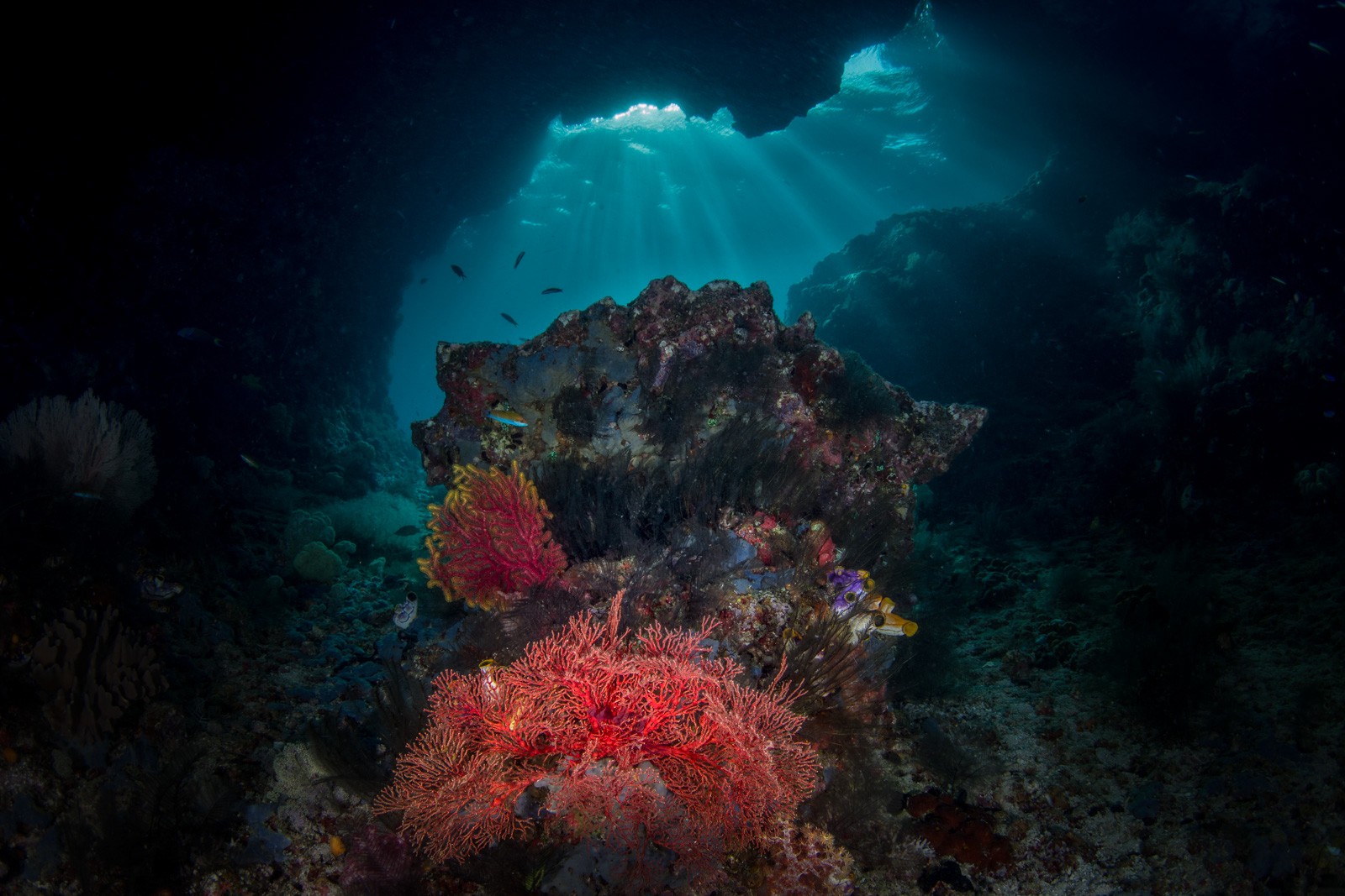 Cavern mouth, light shafts, red gorgonians, Dampier Strait