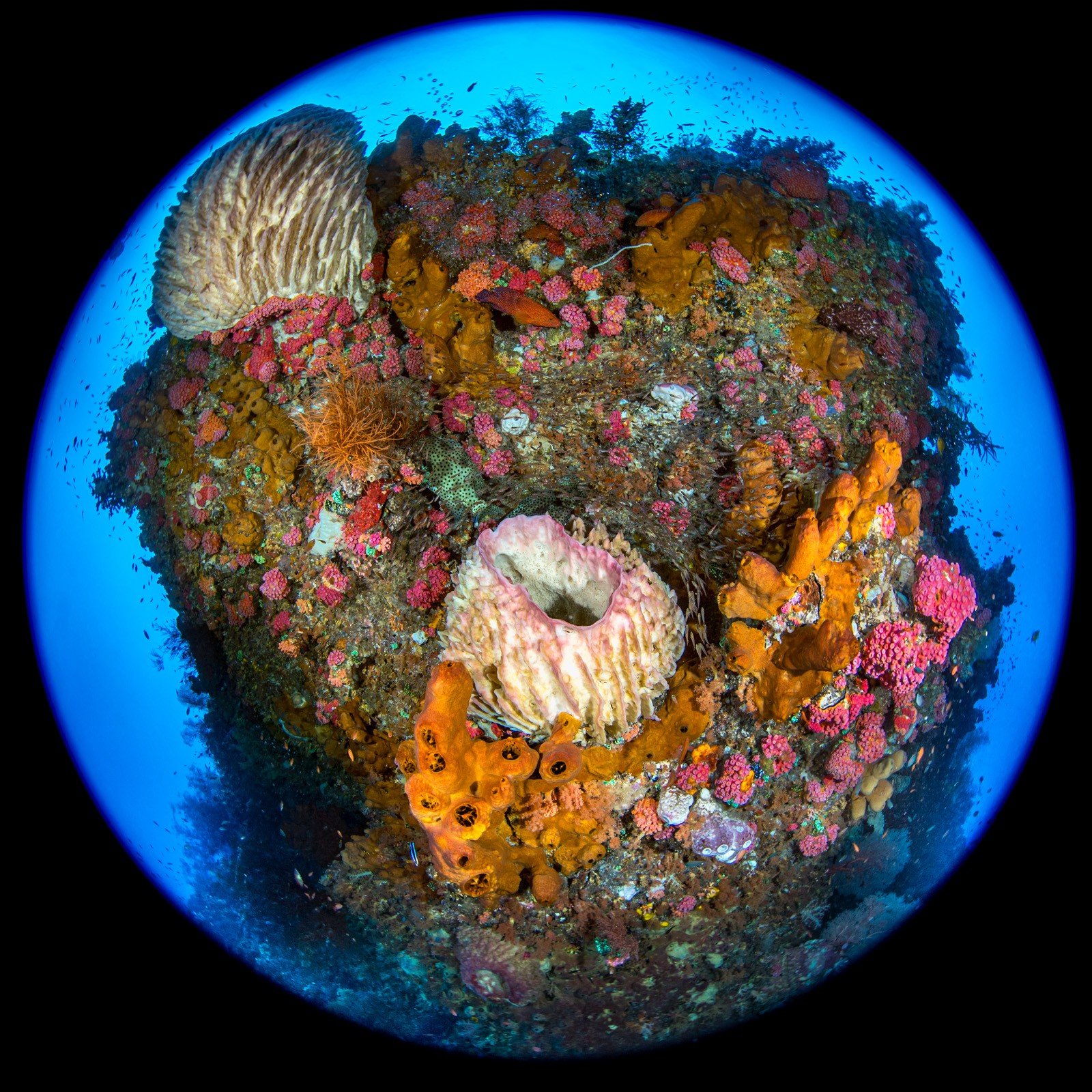 Circular fisheye, sponge bommie in deep blue, Dampier Strait