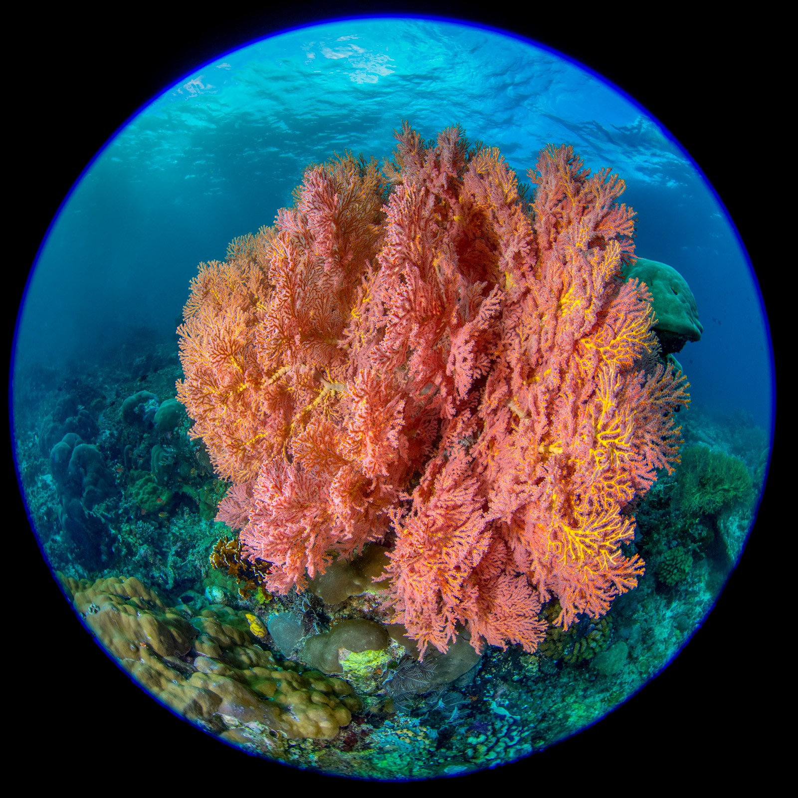 Circular fisheye, orange gorgonian, Dampier Strait