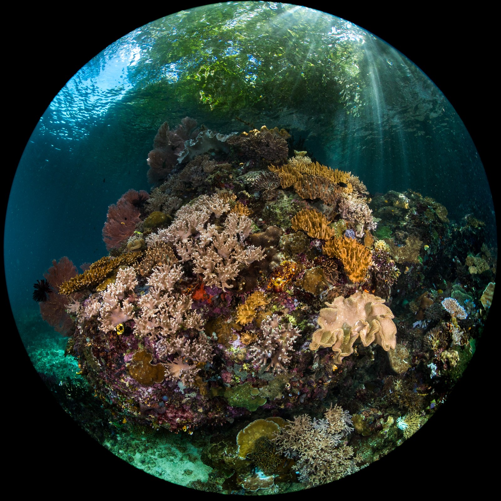 Circular fisheye, bommie under mangrove, Dampier Strait