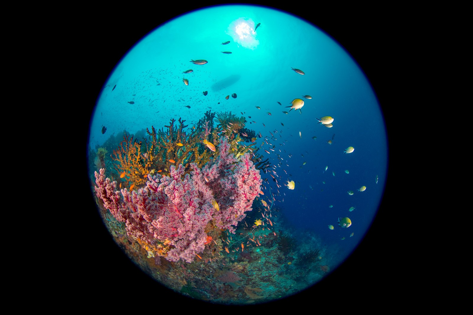 Circular fisheye, pink bommie, sun, Dampier Strait