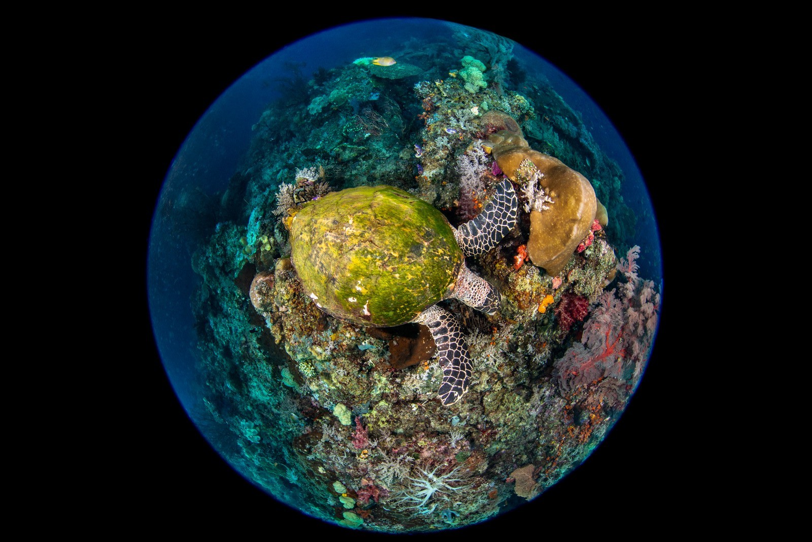 Circular fisheye with a hawksbill on the reef top, Dampier Strait