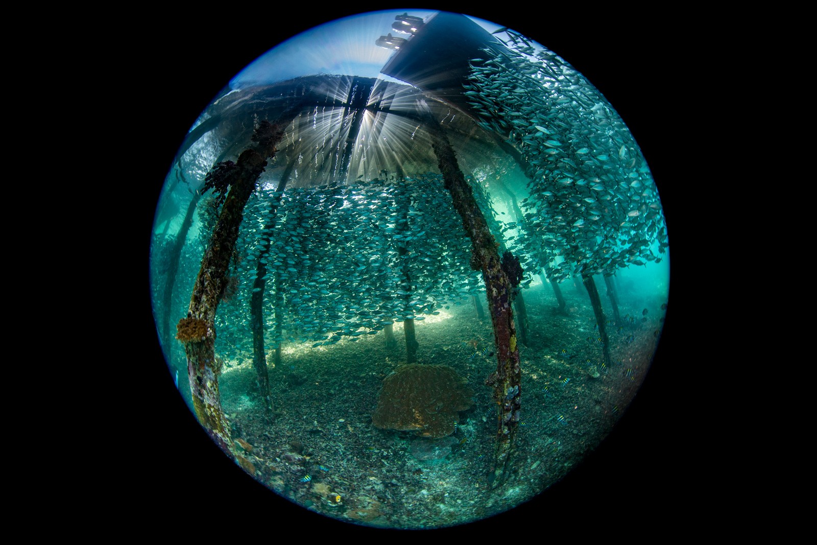 Circular fisheye under the jetty, schooling fish, Dampier Strait