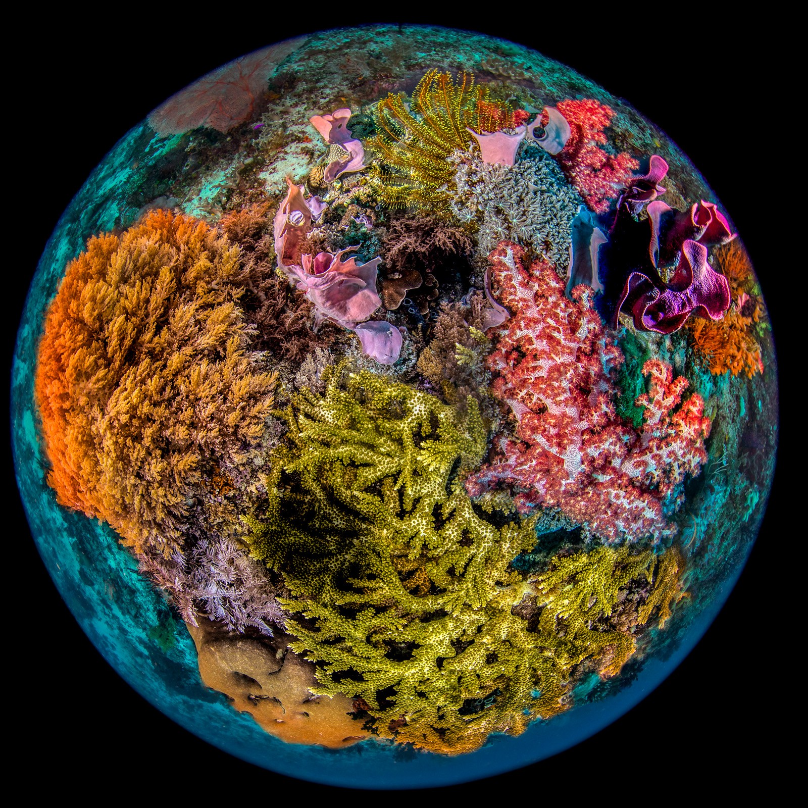 Circular fisheye reef top, dense, Dampier Strait