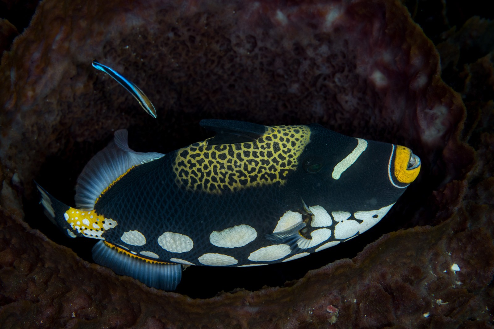 Clown triggerfish with cleaner wrasse in a barrel sponge, Dampier Strait