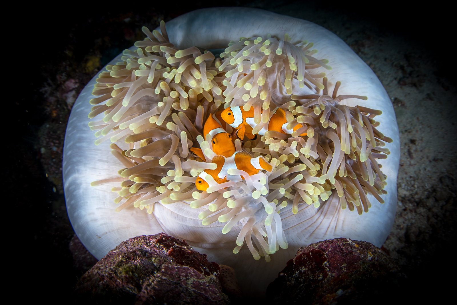 A clownfish against white sand, in an anemone, the Dampier Strait