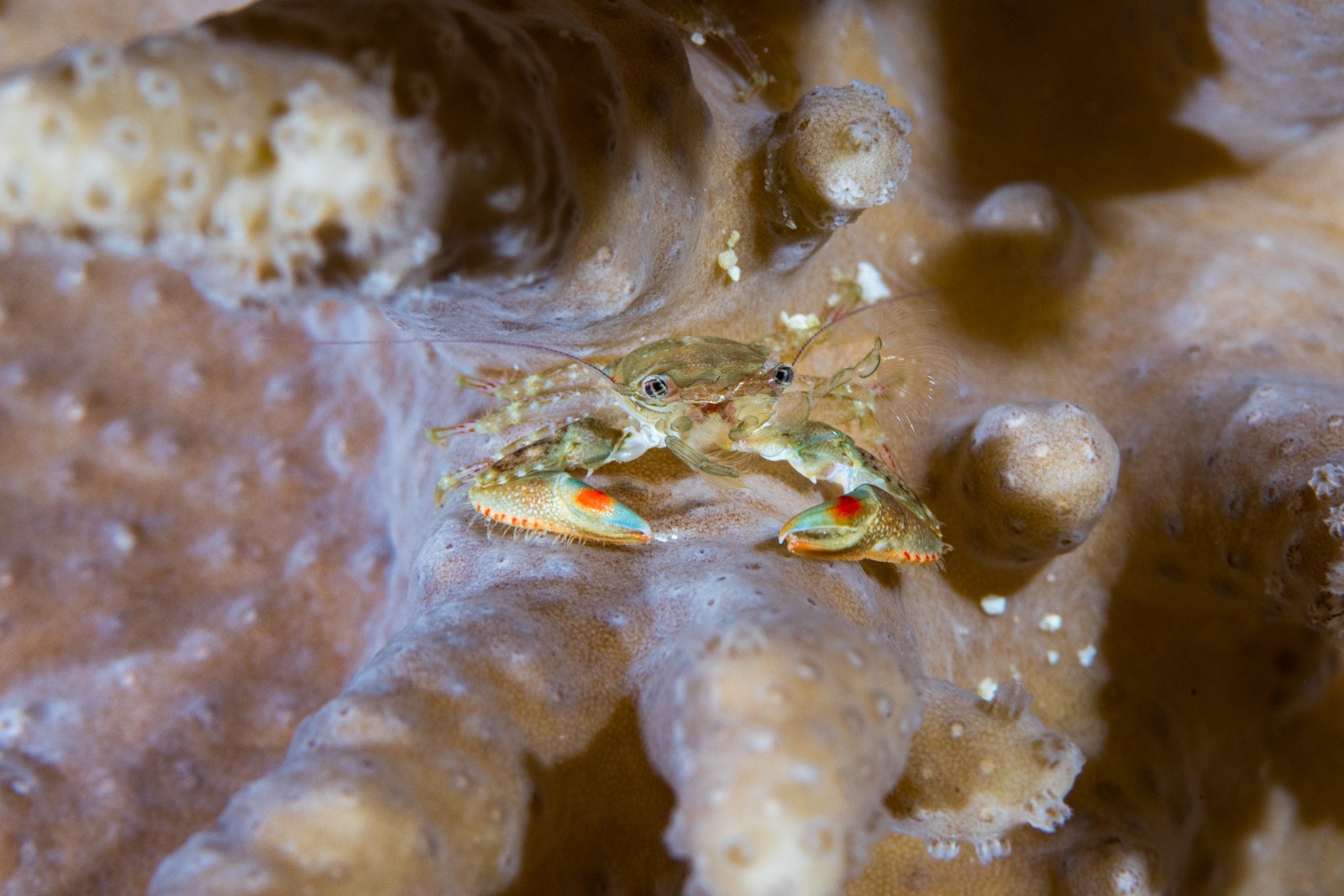 Coral crab, red-tipped claws on sponge, Dampier Strait