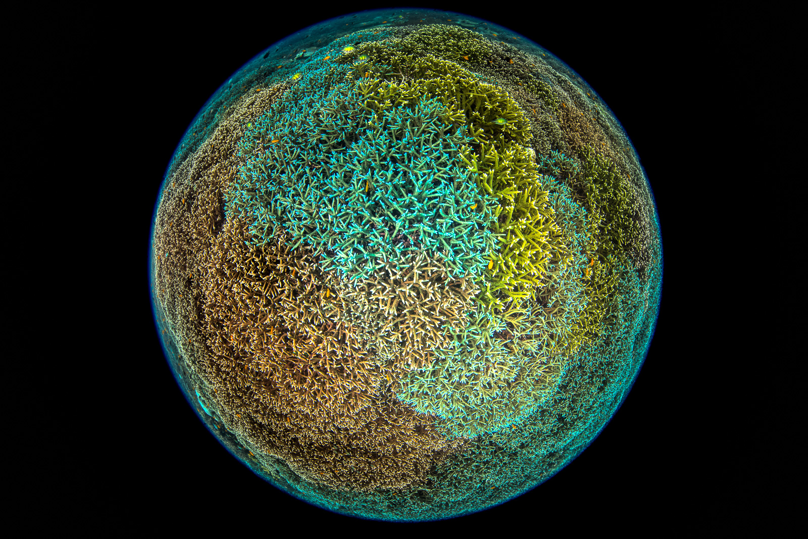A coral garden in a circular fisheye frame, the Dampier Strait
