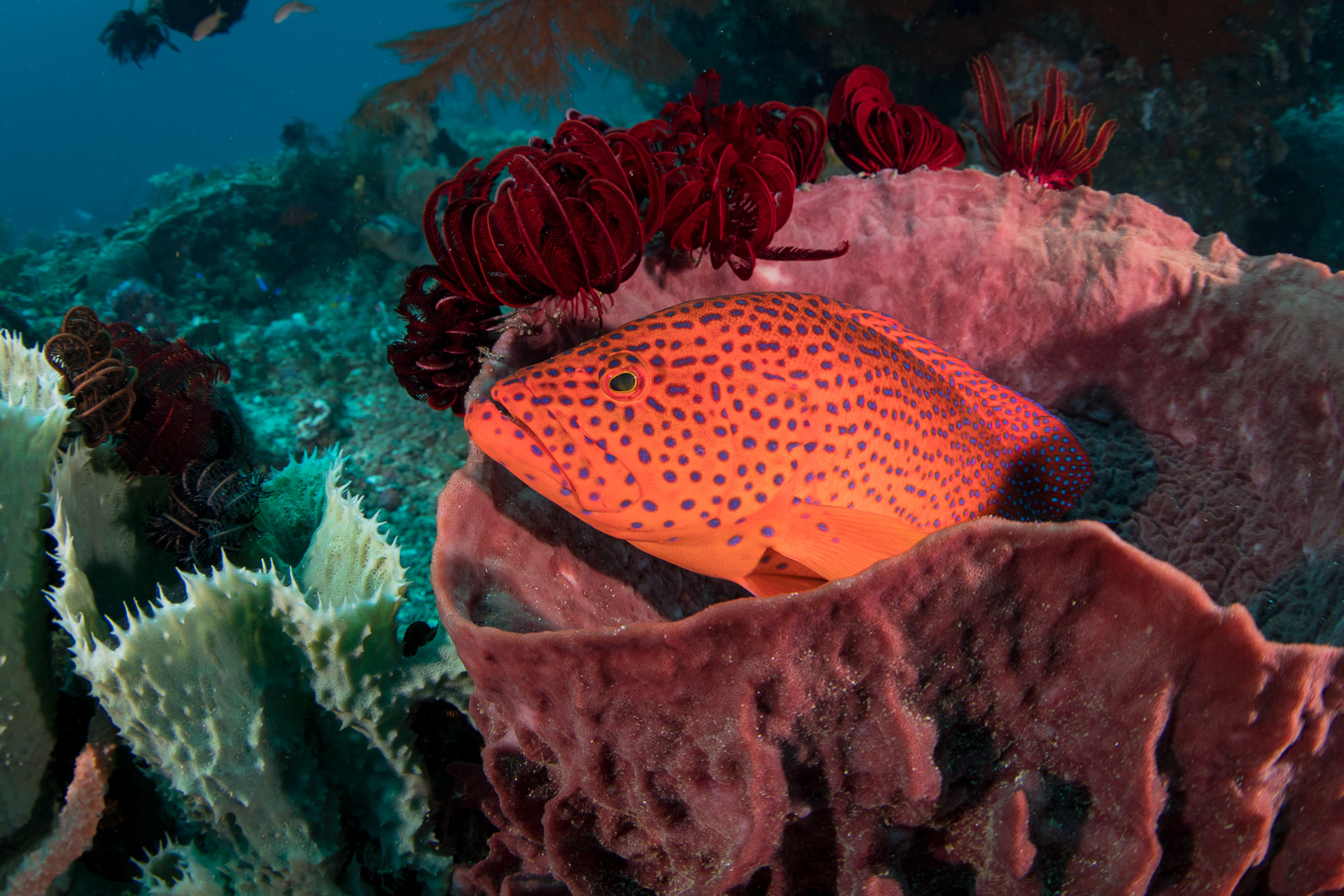 A grouper on coral, on a sponge, the Dampier Strait