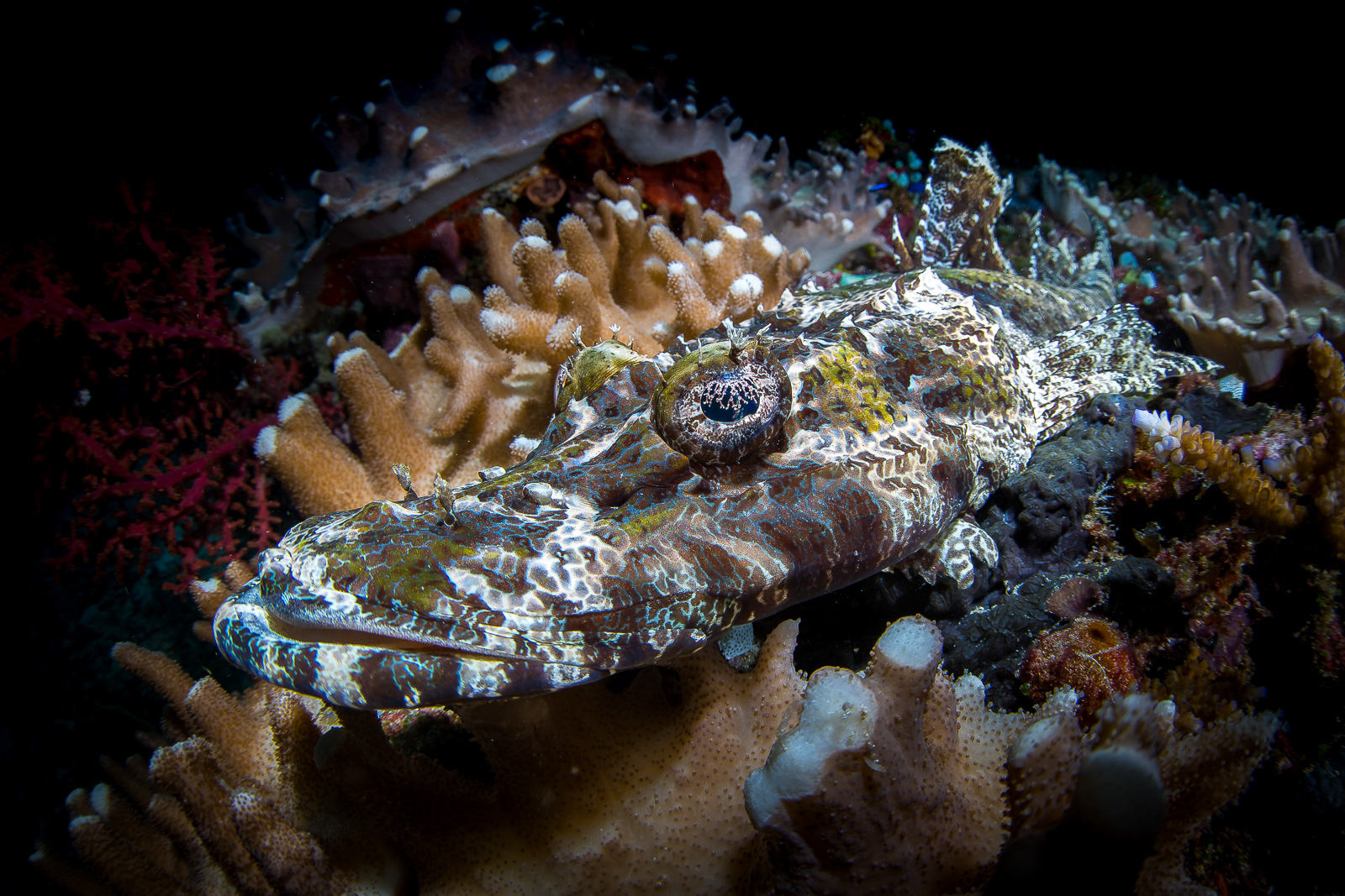 A crocodilefish, the Dampier Strait