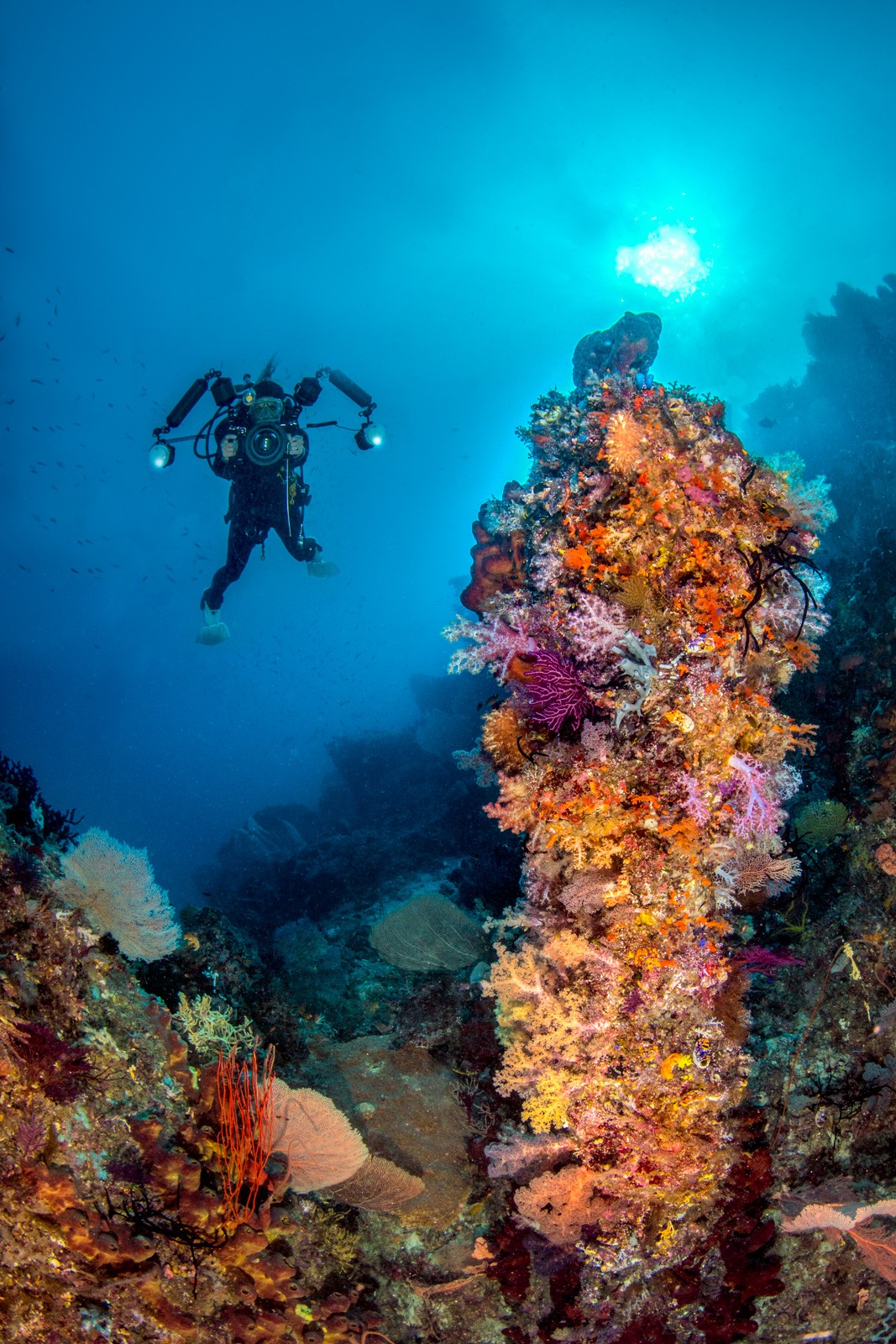 Diver above a soft-coral pinnacle, vertical, Dampier Strait
