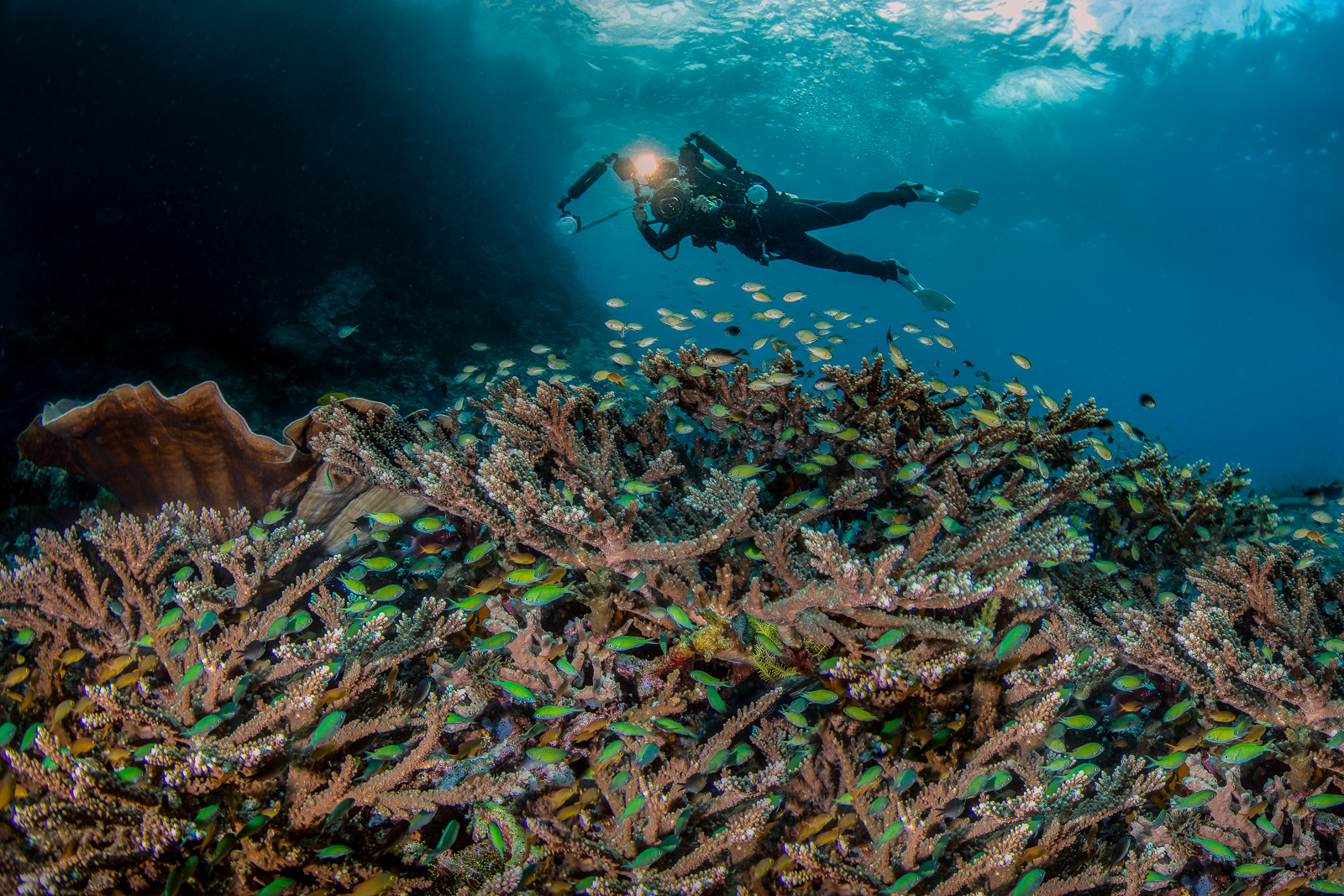 A diver, the Dampier Strait