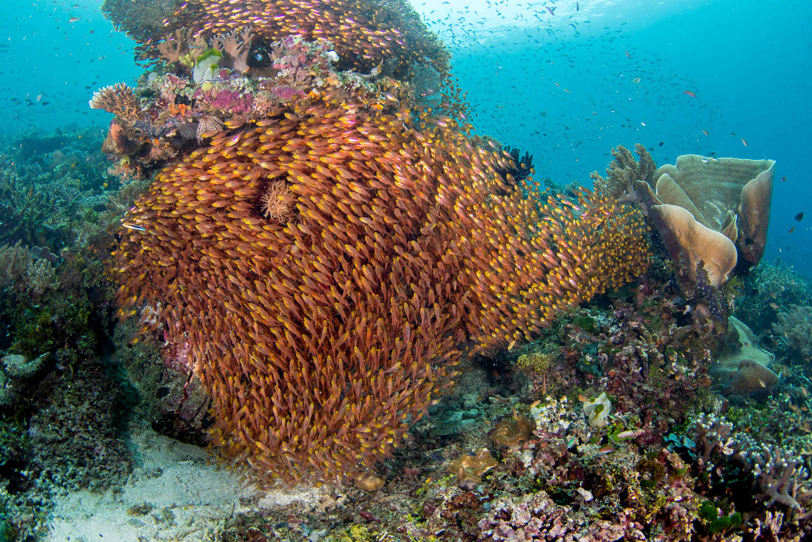Dampier Strait
