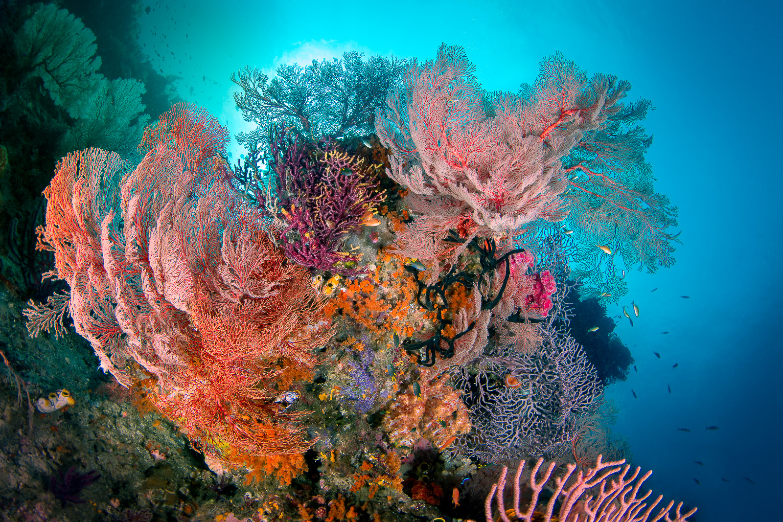 A garden of gorgonian sea fans, the Dampier Strait