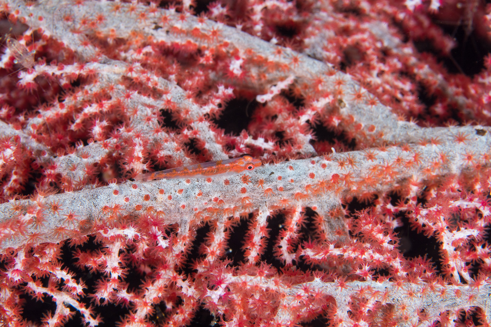 Goby on a gorgonian, the Dampier Strait