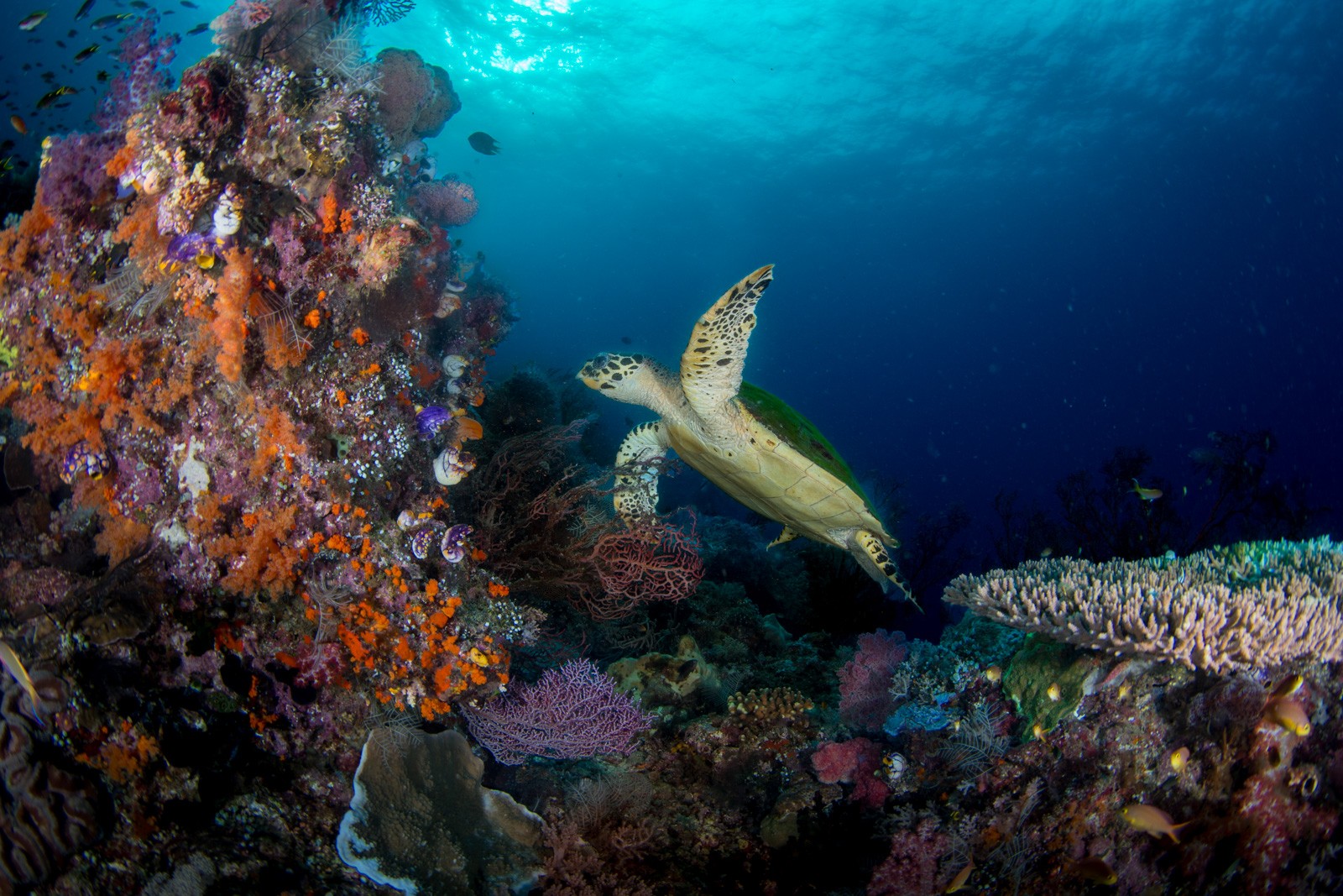 Green turtle past a soft-coral wall, Dampier Strait