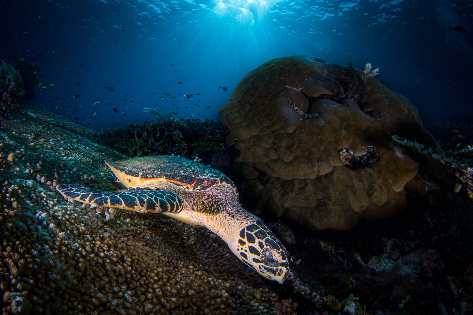 A hawksbill turtle on coral, the Dampier Strait