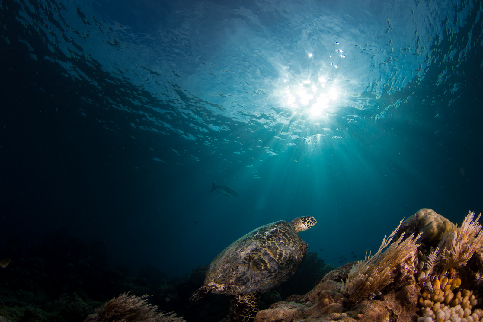 A hawksbill turtle under a sunburst, the Dampier Strait