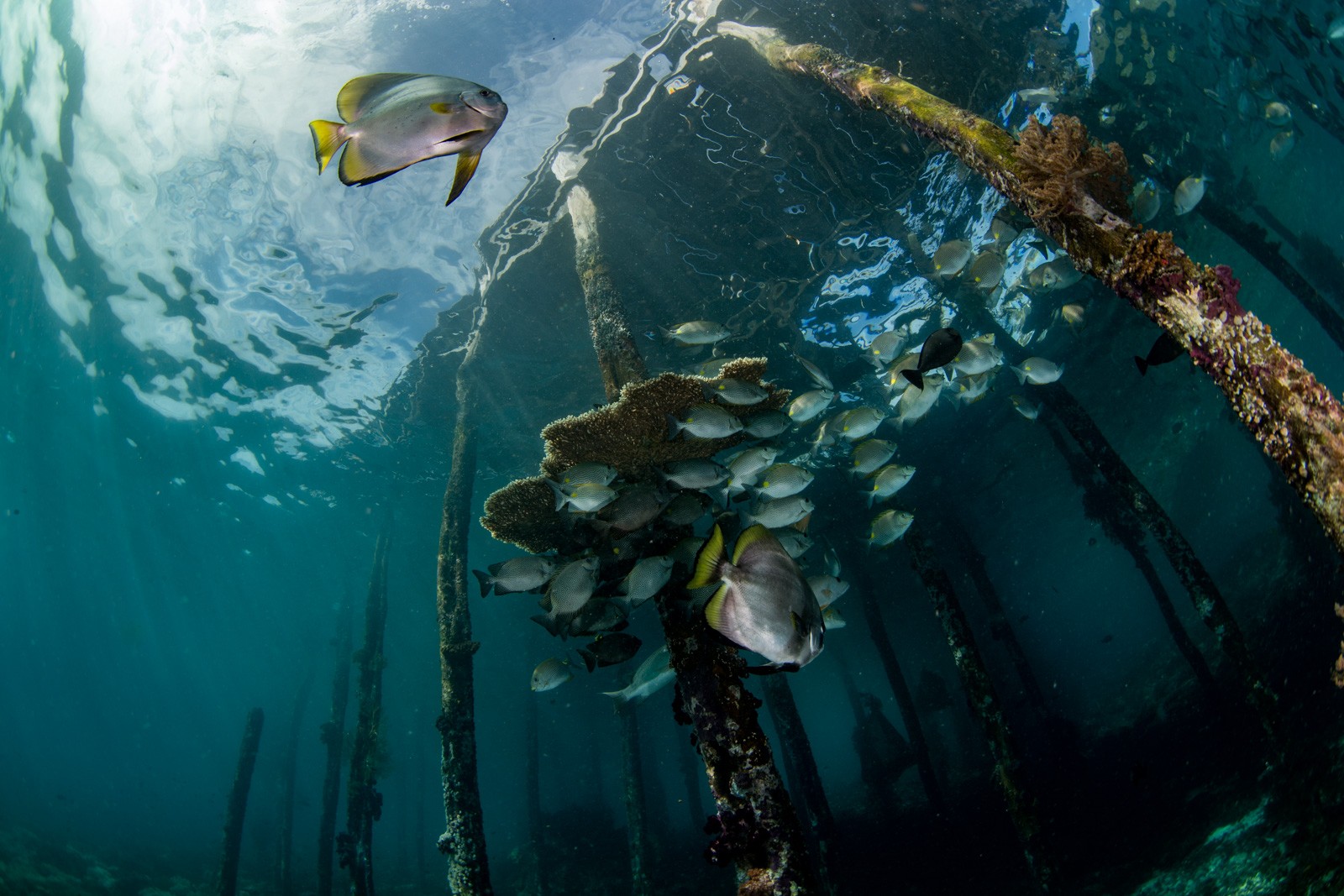 Under the jetty, batfish and schooling fish, Dampier Strait