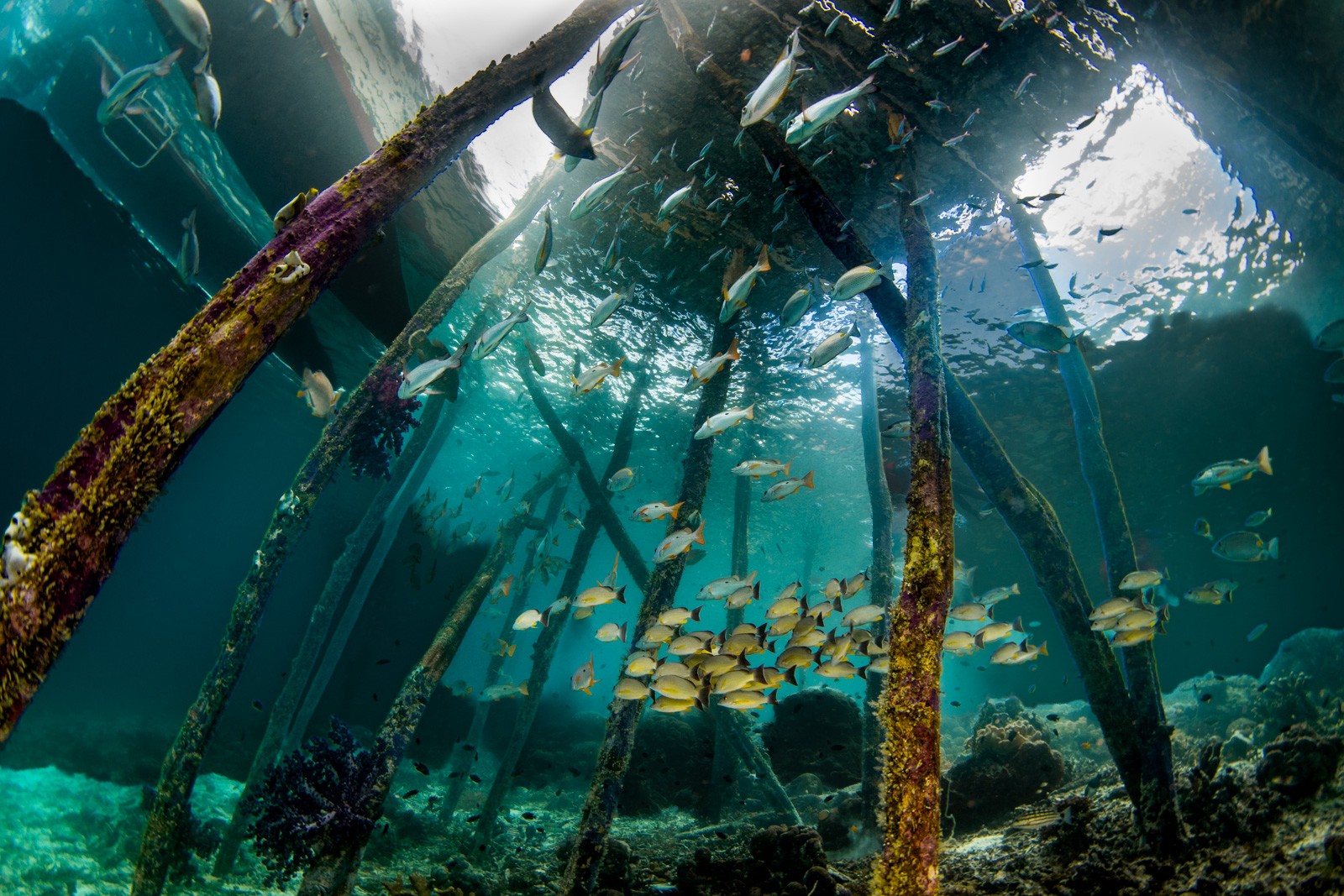 Under the jetty, yellow snapper school, Dampier Strait