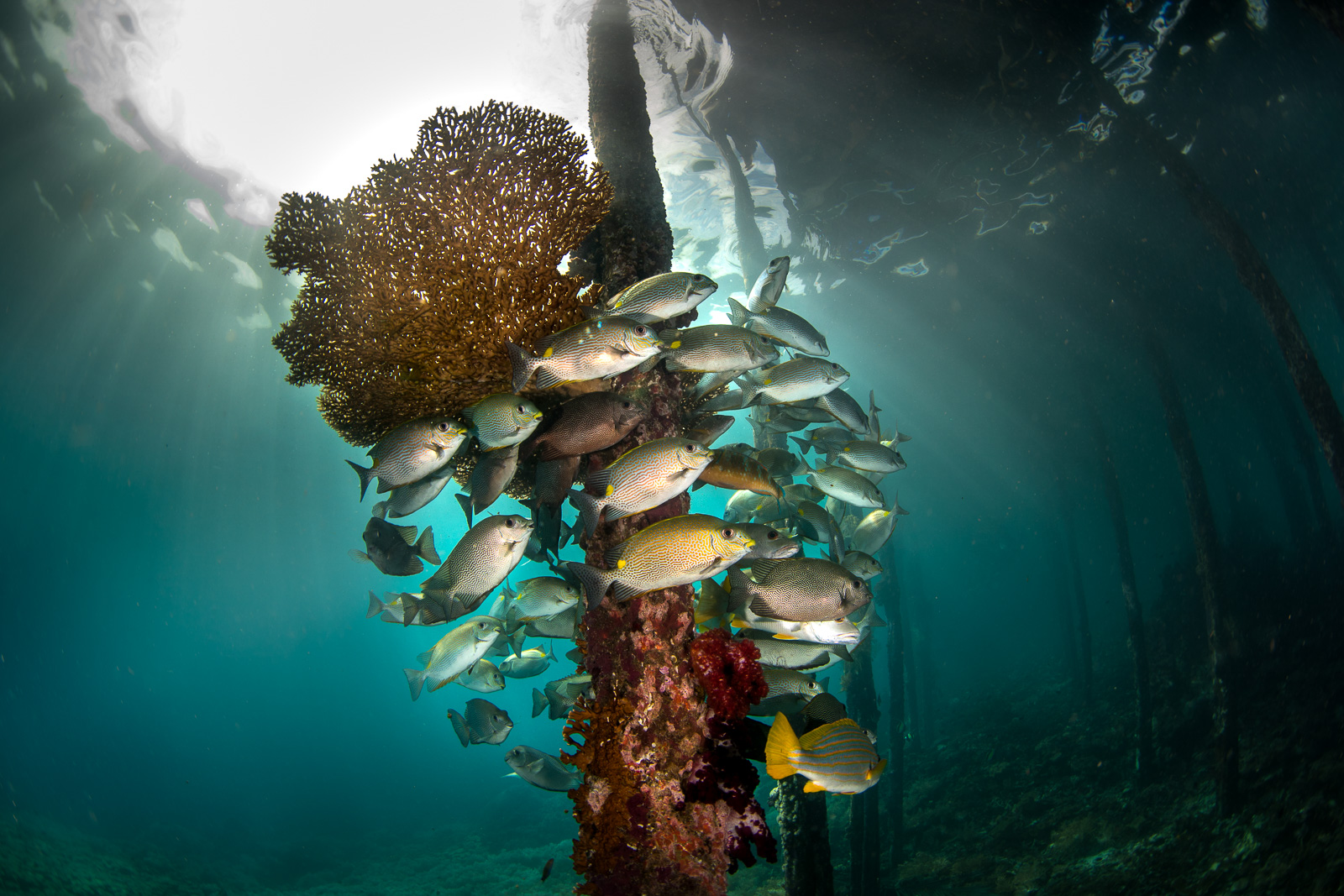 Fish around a jetty piling, the Dampier Strait