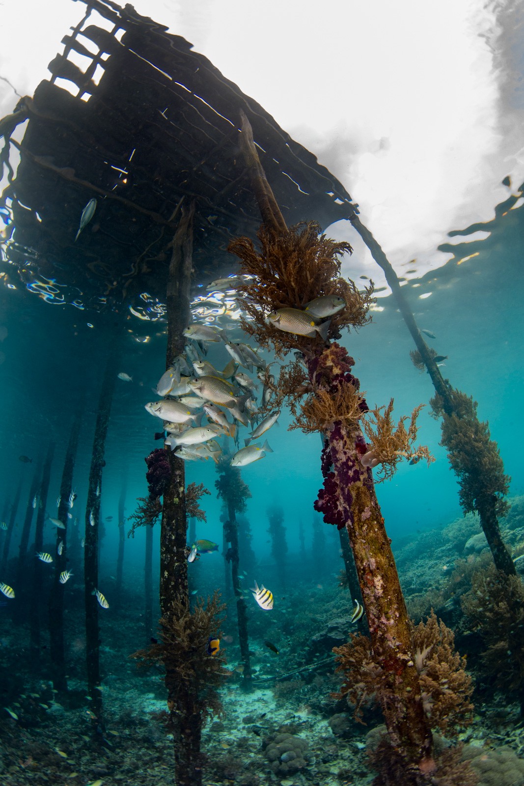 Jetty pilings, vertical, soft coral and fish, Dampier Strait