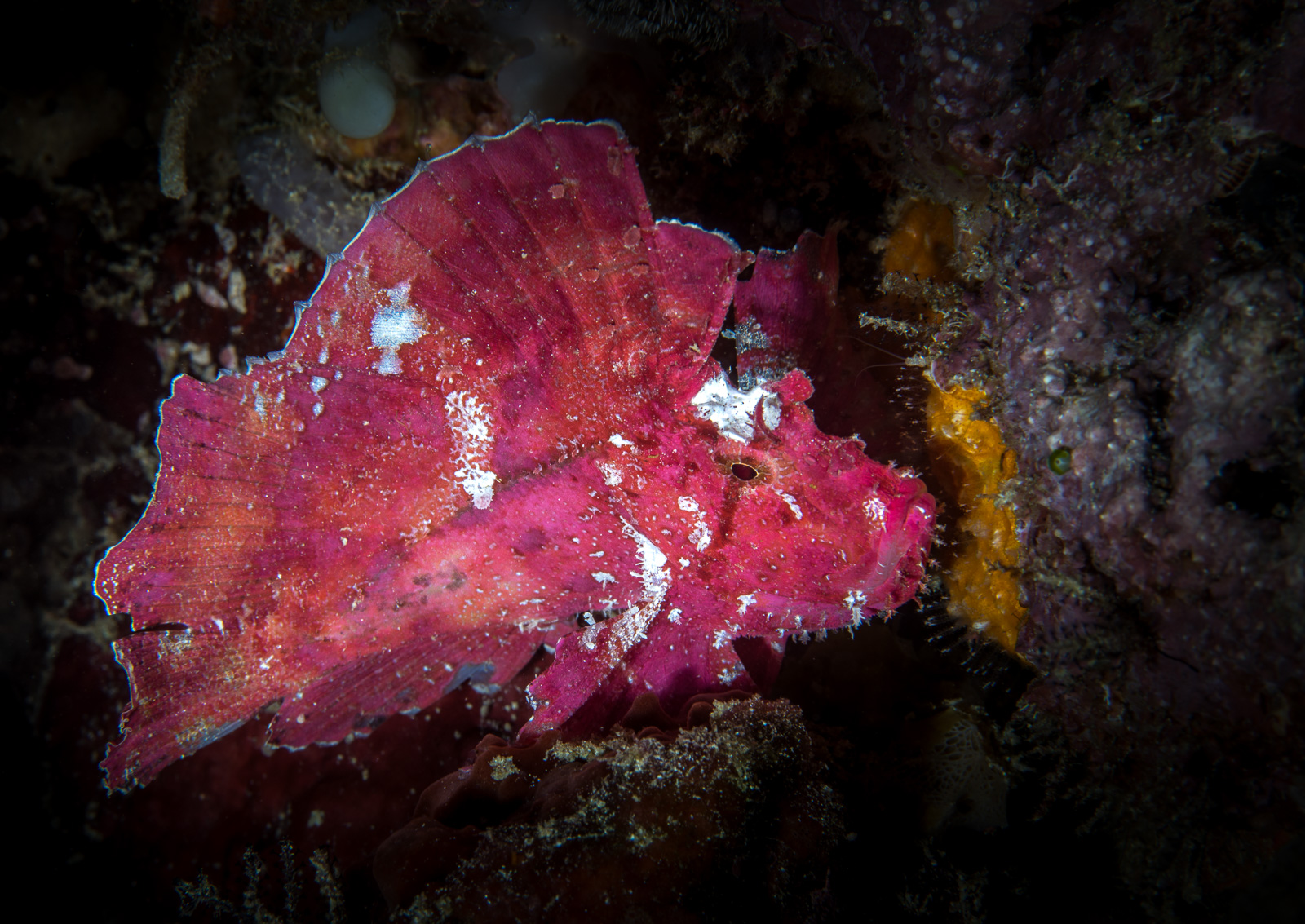 Leaf scorpionfish in magenta, the Dampier Strait