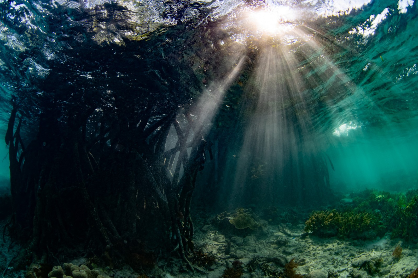 Light shafts under mangrove, green water, Dampier Strait