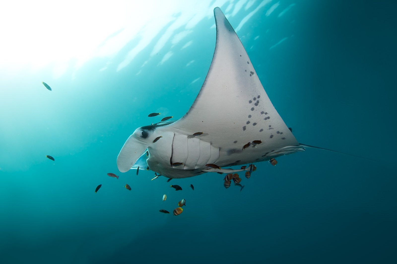 A manta ray cephalic fins unrolled, the Dampier Strait