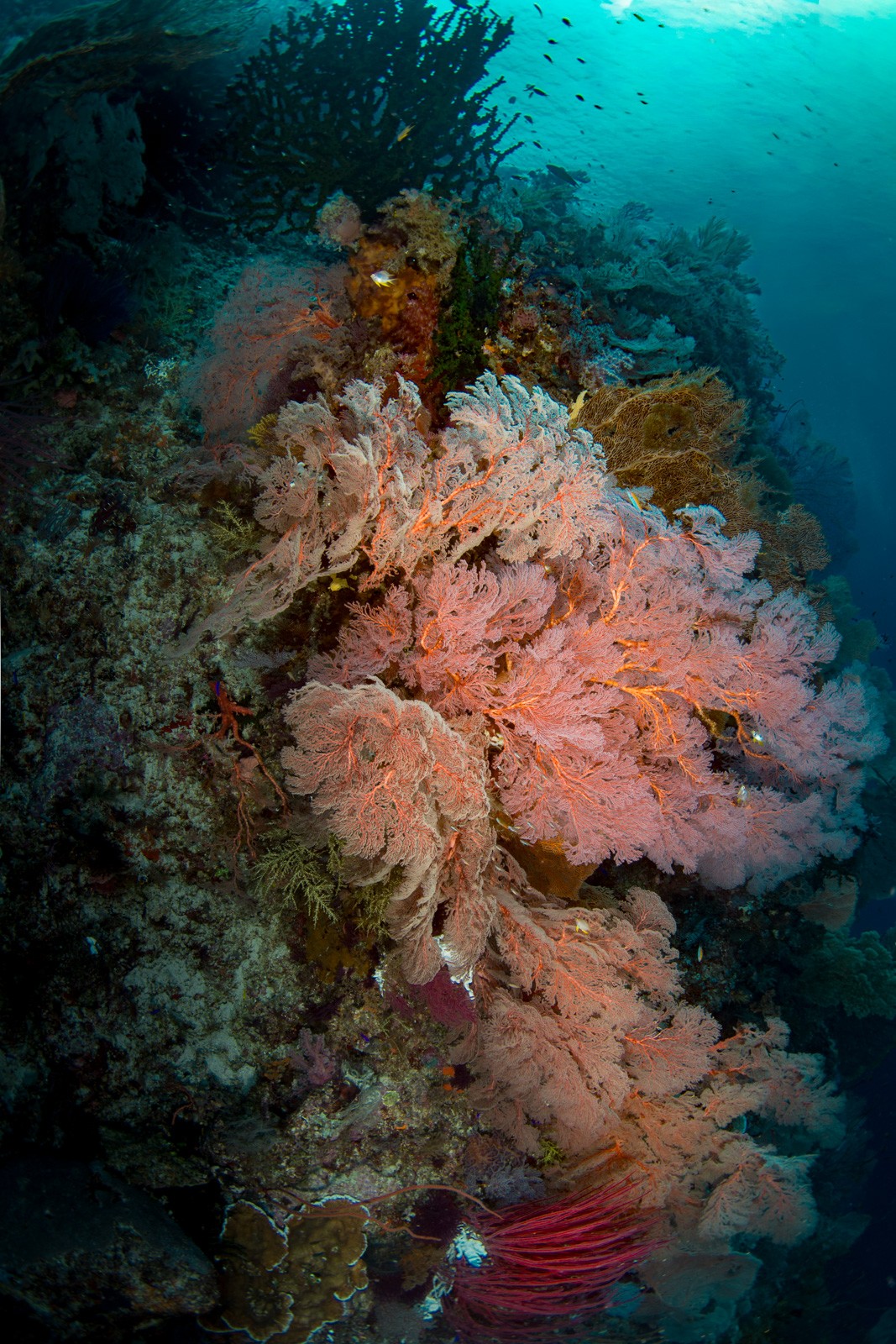 Massed pink gorgonians down the wall (vertical), the Dampier Strait