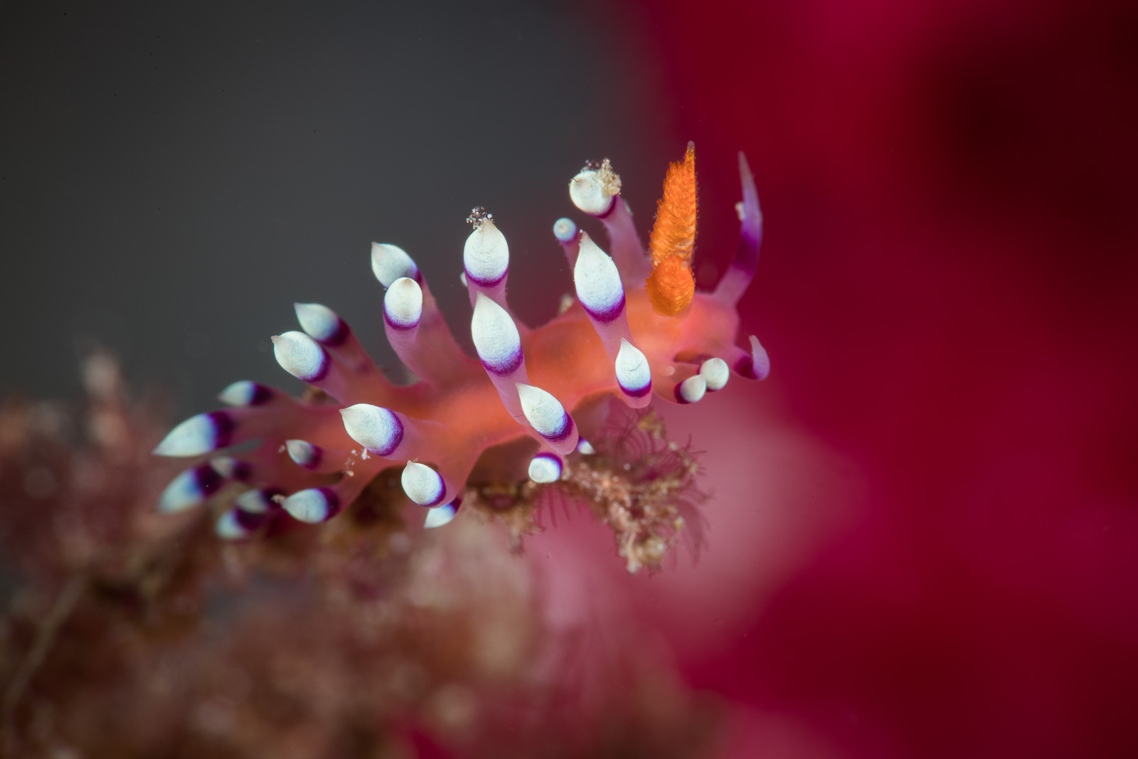 A nudibranch, the Dampier Strait