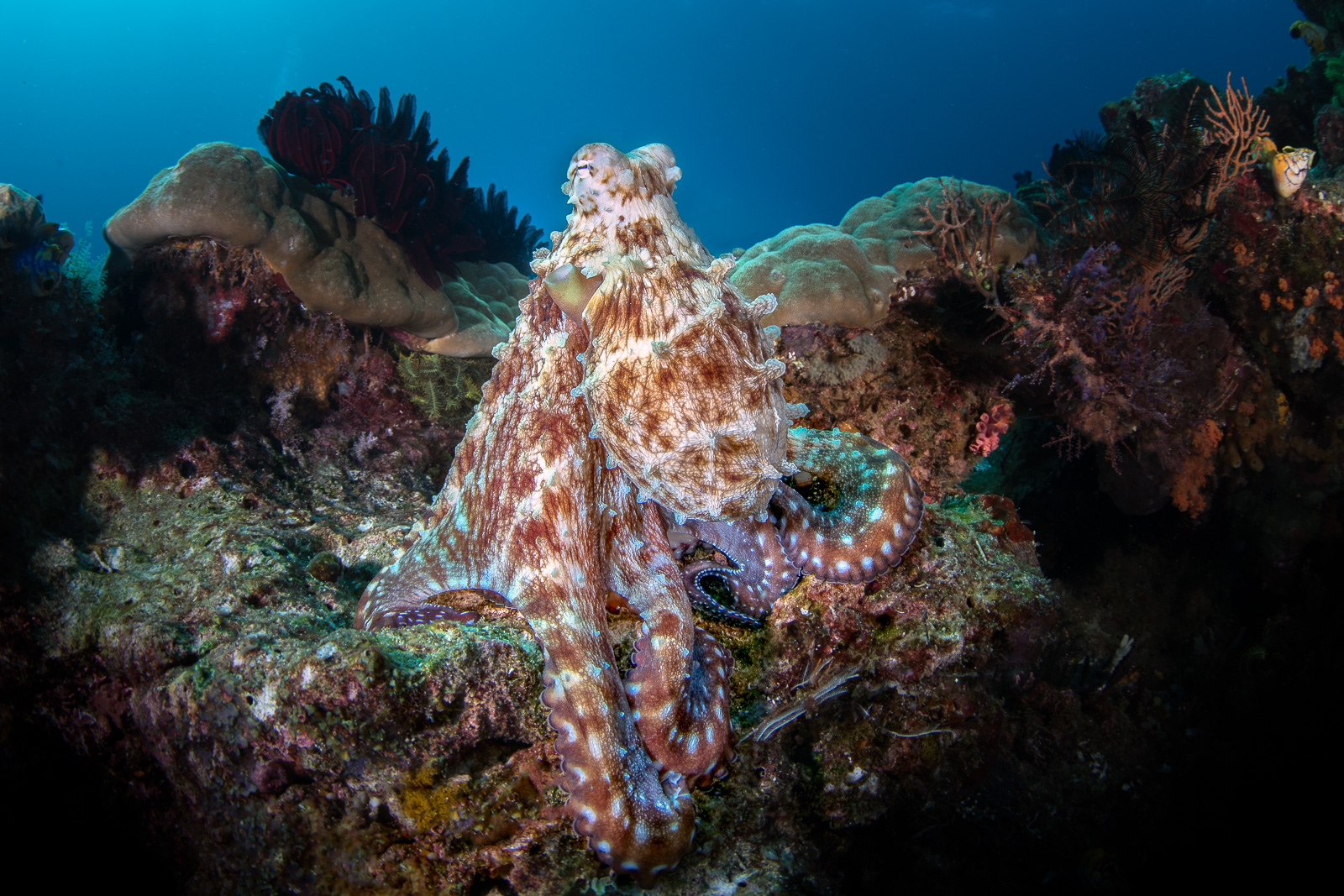 An octopus on the reef crest, the Dampier Strait